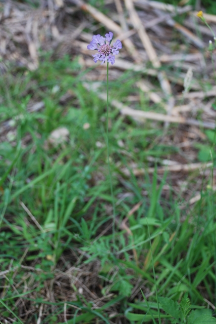 Scabiosa